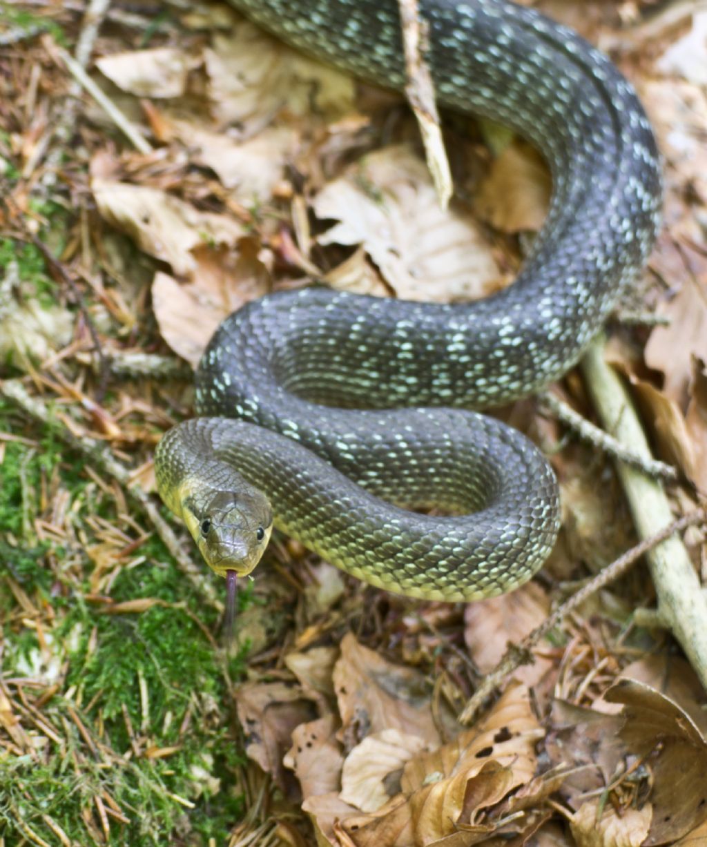 Da identificare:  Saettone / Zamenis longissimus